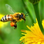 honey bee wallpaper