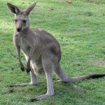 young kangaroo picture
