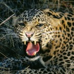 healthy leopard picture