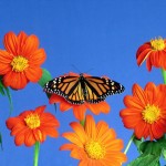 butterfly desktop wallpaper
