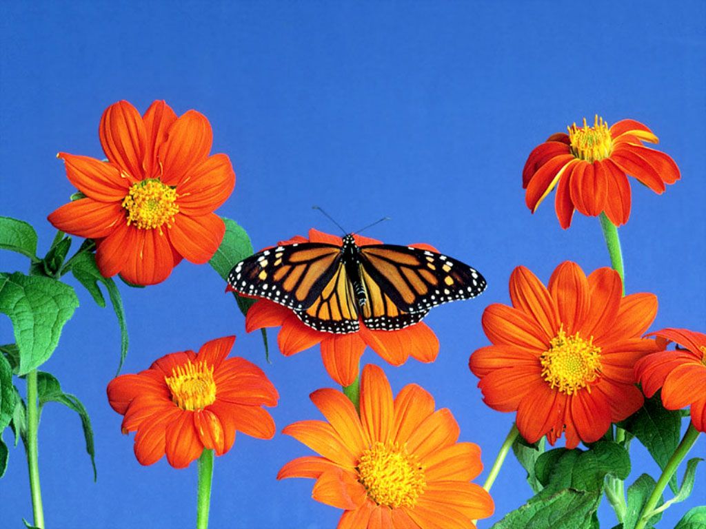butterfly desktop wallpaper