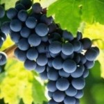 black grapes picture