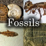 free fossils picture