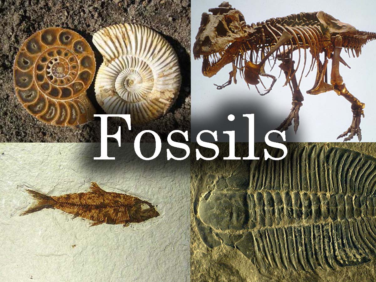 Fossils Pictures Top Fossils Picture 5515 fossils-pictures-top-fossils-picture-5515