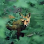 grass on fox picture