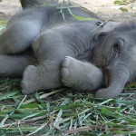 elephant sleeping picture
