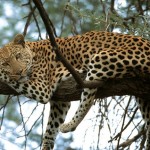 leopard on tree picture