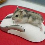 Funny Mouse Operating Mouse