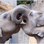 two elephant picture