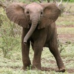 Hd baby elephant picture