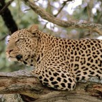 sleeping leopard picture