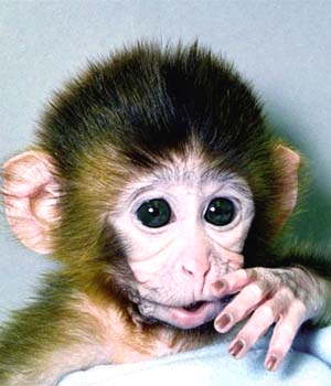 hd monkey picture
