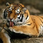 free download tiger picture
