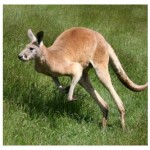 free kangaroo picture