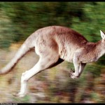 Kangaroo picture wallpaper