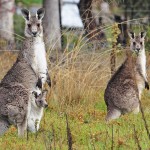 kangaroo in jungle picture