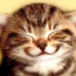 brown smile cat picture