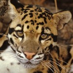 big face leopard picture