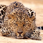 sleeping leopard picture