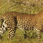 long leopard picture