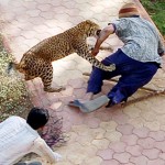 leopard attack on girl
