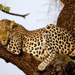 leopard on tree picture