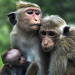 three monkey picture