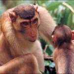 two monkey picture