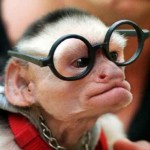 funny monkey picture