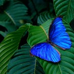 leaf on butterfly nice wallpaper