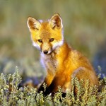 yellow fox wallpaper