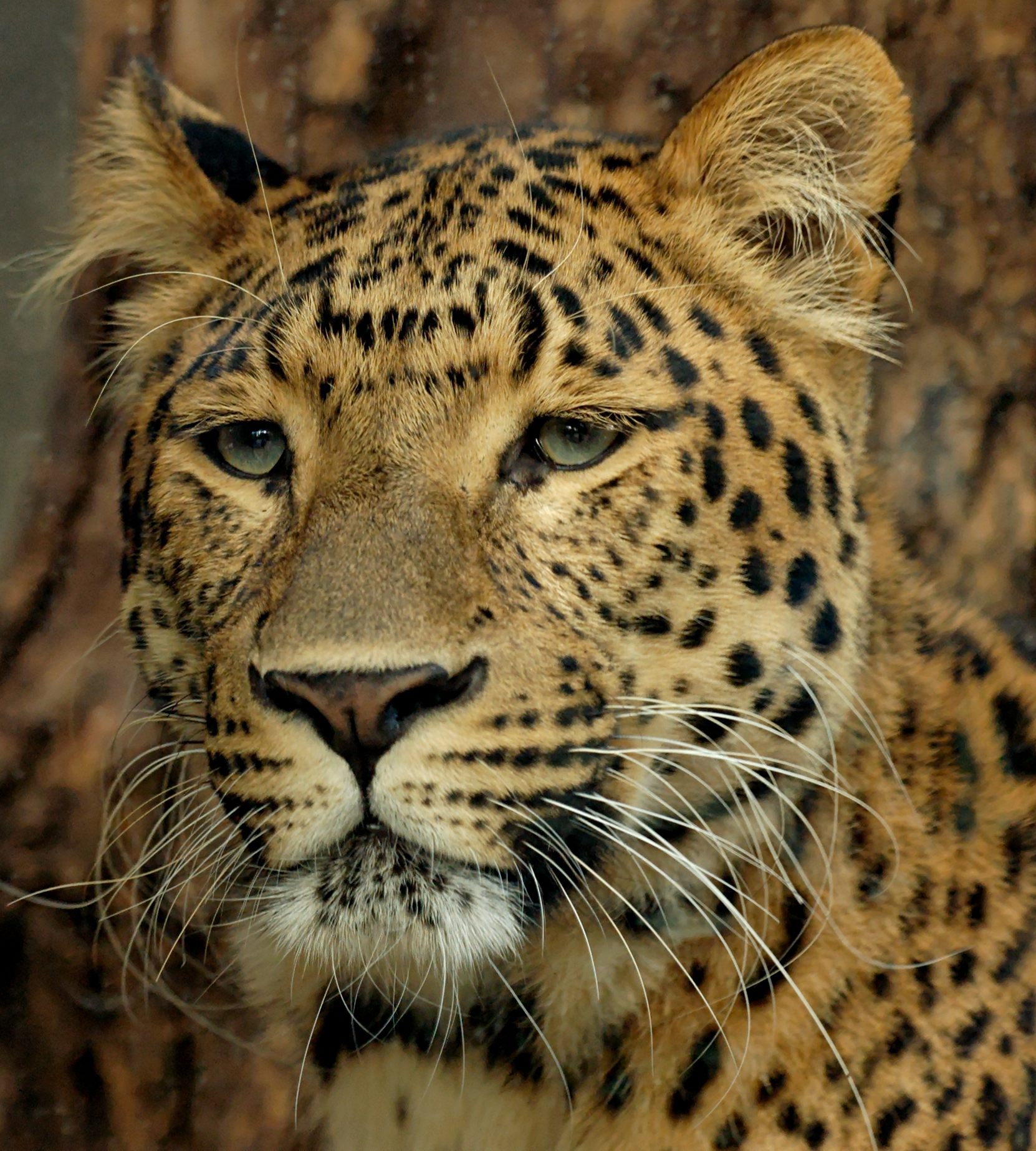 Chinese leopard picture