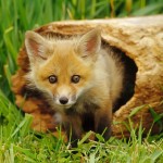 cute fox picture