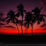 sunset palm tree picture