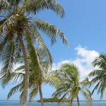 cloudy palm tree picture