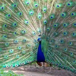 zoo peacock picture