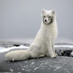 white long fox picture