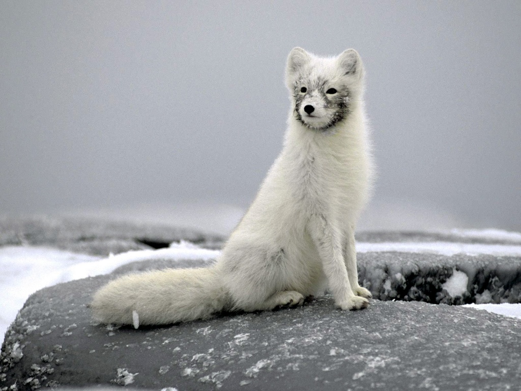 white long fox picture