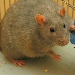 brown rat picture