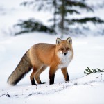 snow fox picture