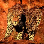 horrible leopard picture