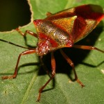 reddish bug picture