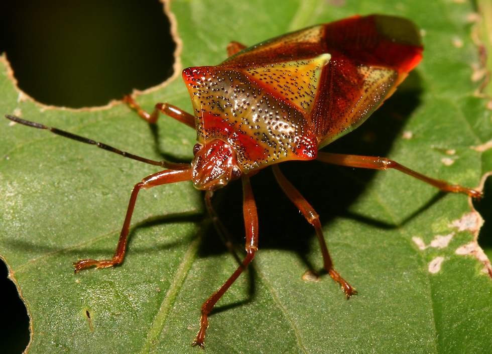 reddish bug picture