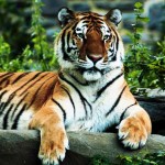 free tiger picture