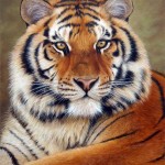 hd tiger picture