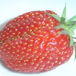 one strawberry picture