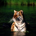 tiger in water picture