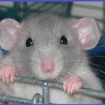 healthy rat picture