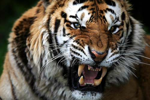 crying tiger picture