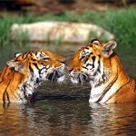 tiger facing each other picture